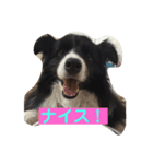 ボーダーコリーのココ（個別スタンプ：2）