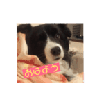 ボーダーコリーのココ（個別スタンプ：3）