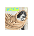 ボーダーコリーのココ（個別スタンプ：4）
