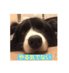 ボーダーコリーのココ（個別スタンプ：6）