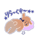 困り顔のトイプーwithアルパカ（個別スタンプ：38）