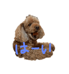 トイプードルの日常ことば（個別スタンプ：5）