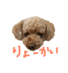 トイプードルの日常ことば（個別スタンプ：6）