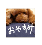トイプードルの日常ことば（個別スタンプ：11）