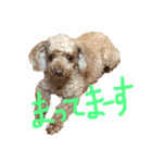 トイプードルの日常ことば（個別スタンプ：12）