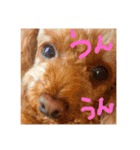 トイプードルの日常ことば（個別スタンプ：14）