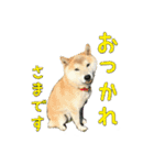 わん吉です（個別スタンプ：1）