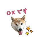 わん吉です（個別スタンプ：2）