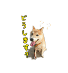 わん吉です（個別スタンプ：4）