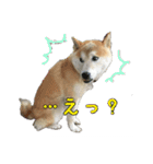 わん吉です（個別スタンプ：7）