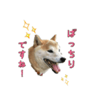 わん吉です（個別スタンプ：9）