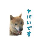 わん吉です（個別スタンプ：10）