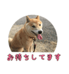 わん吉です（個別スタンプ：11）