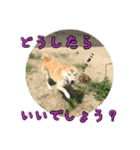 わん吉です（個別スタンプ：13）