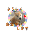 わん吉です（個別スタンプ：15）
