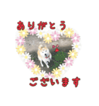 わん吉です（個別スタンプ：16）