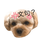 我が家のぽんず（個別スタンプ：1）