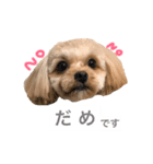 我が家のぽんず（個別スタンプ：8）