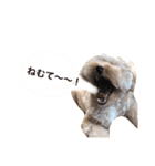 我が家のぽんず（個別スタンプ：15）