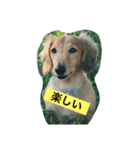 カイの日々（個別スタンプ：5）