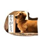 カイの日々（個別スタンプ：7）