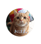 スコティのモンちゃん あいさつ[1]（個別スタンプ：1）