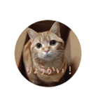 スコティのモンちゃん あいさつ[1]（個別スタンプ：3）