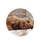 スコティのモンちゃん あいさつ[1]（個別スタンプ：7）