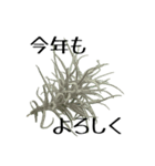 ティランジアで迎えるお正月メッセージ（個別スタンプ：5）