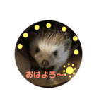 ハリネズミのこりき（個別スタンプ：3）