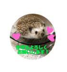 ハリネズミのこりき（個別スタンプ：4）