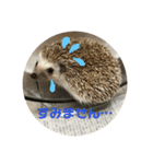 ハリネズミのこりき（個別スタンプ：8）