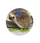 ハリネズミのこりき（個別スタンプ：9）