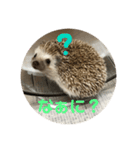 ハリネズミのこりき（個別スタンプ：10）