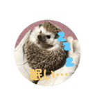 ハリネズミのこりき（個別スタンプ：14）
