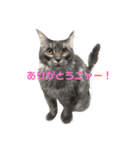 メインクーンのるちさんスタンプ（個別スタンプ：11）