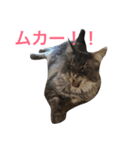 メインクーンのるちさんスタンプ（個別スタンプ：16）