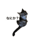 メインクーンのるちさんスタンプ（個別スタンプ：17）