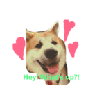 秋田犬与作の日常（個別スタンプ：1）