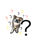 秋田犬与作の日常（個別スタンプ：4）