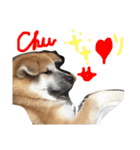 秋田犬与作の日常（個別スタンプ：7）