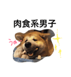 秋田犬与作の日常（個別スタンプ：8）