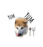秋田犬与作の日常（個別スタンプ：10）