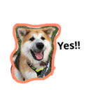 秋田犬与作の日常（個別スタンプ：12）