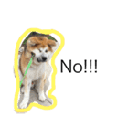 秋田犬与作の日常（個別スタンプ：13）