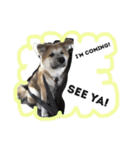 秋田犬与作の日常（個別スタンプ：15）