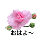 yasuおばさんの薔薇のささやき3（個別スタンプ：5）