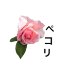 yasuおばさんの薔薇のささやき3（個別スタンプ：9）