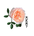 yasuおばさんの薔薇のささやき3（個別スタンプ：13）