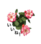 yasuおばさんの薔薇のささやき3（個別スタンプ：16）